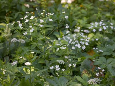 ranunculus platanifolius