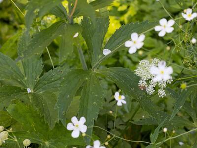 ranunculus platanifolius blatt