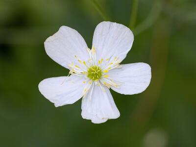 ranunculus platanifolius bluete