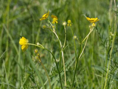 ranunculus polyanthemos