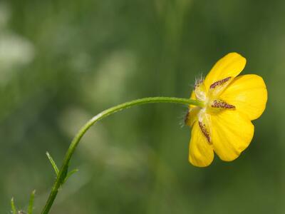 ranunculus polyanthemos detail