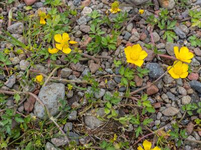 ranunculus repens