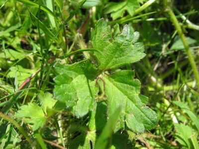 ranunculus repens blatt