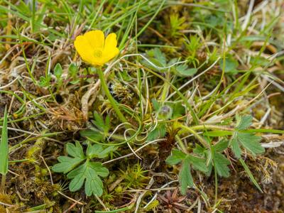 ranunculus repens bluete