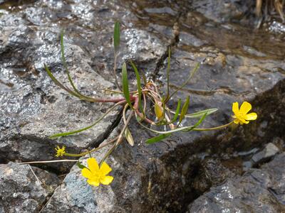 ranunculus reptans