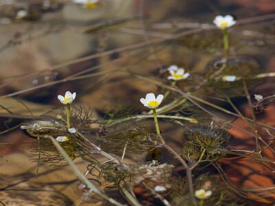 ranunculus rionii