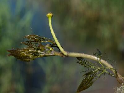 ranunculus rionii knospe