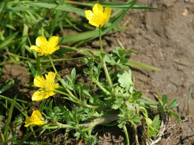 ranunculus sardous