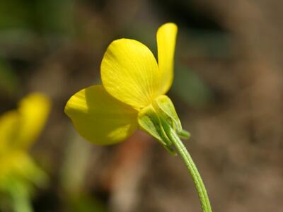 ranunculus sardous detail