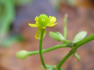 ranunculus sceleratus bluete