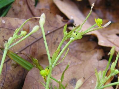 ranunculus sceleratus fruechte