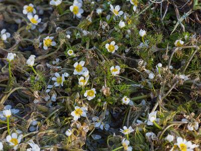 ranunculus trichophyllus