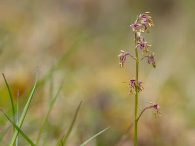 thalictrum alpinum