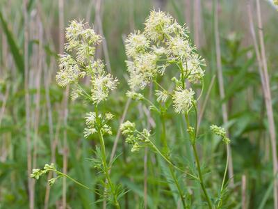 thalictrum flavum