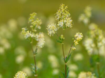 thalictrum flavum detail