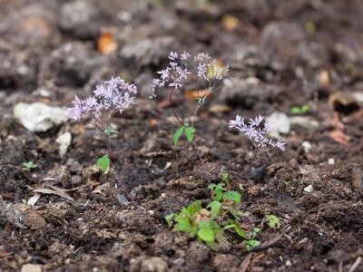 thalictrum kiusianum