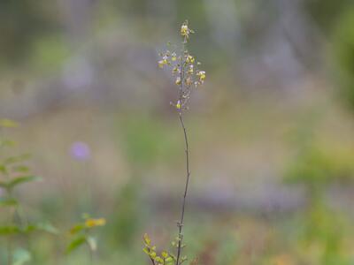 thalictrum minus ssp minus