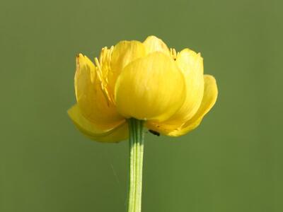 trollius europaeus