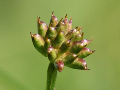 trollius europaeus fruchtstand