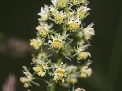 reseda lutea detail