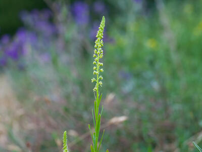 reseda luteola