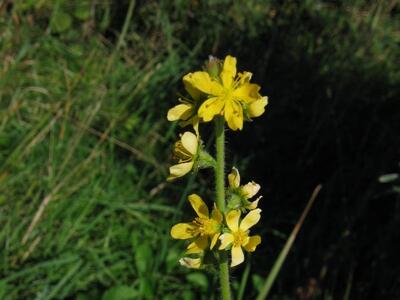 agrimonia eupatoria