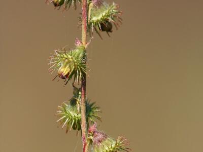 agrimonia procera frucht