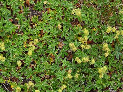 alchemilla alpina