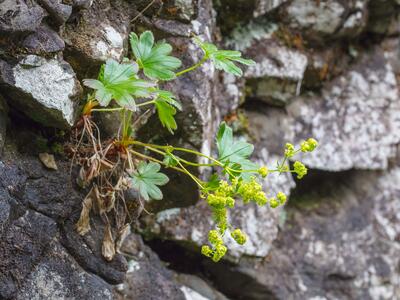 alchemilla faeroensis