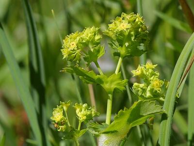 alchemilla glabra