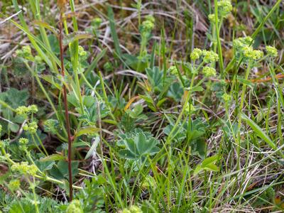 alchemilla glaucescens