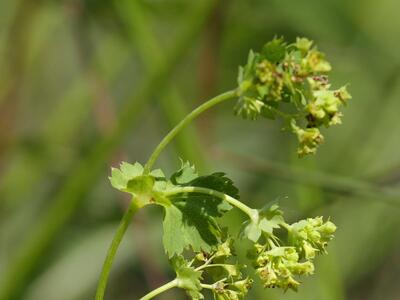 alchemilla micans