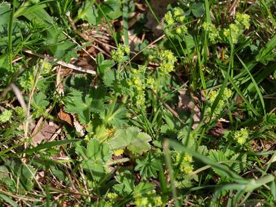 alchemilla subcrenata