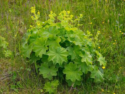 alchemilla wichurae