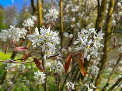 amelanchier lamarckii