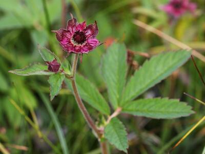 comarum palustre