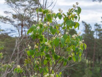 cotoneaster scandinavicus