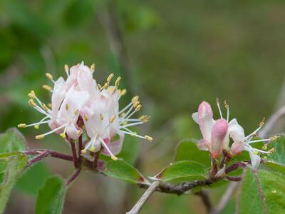 cotoneaster scandinavicus bluete