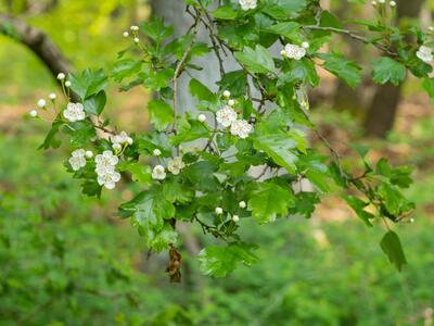 crataegus laevigata