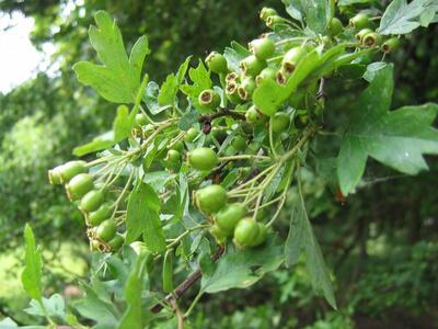 crataegus monogyna