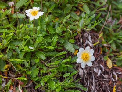 dryas octopetala