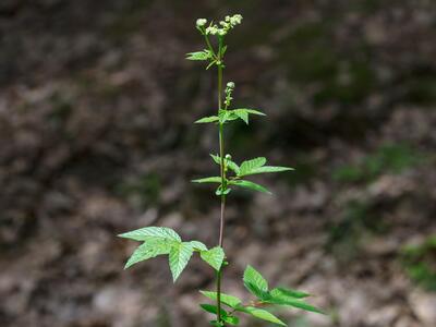 filipendula ulmaria