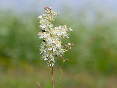 filipendula vulgaris