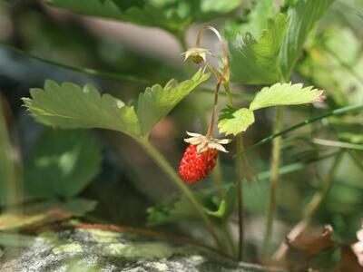 fragaria vesca