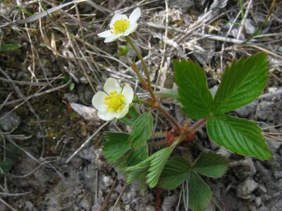 fragaria viridis