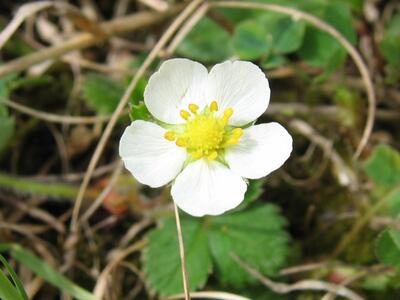 fragaria viridis bluete