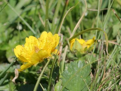 geum montanum