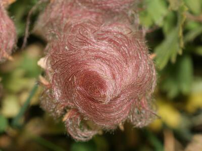 geum montanum frucht