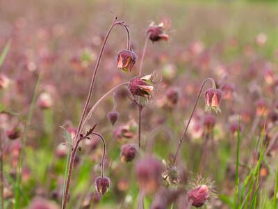 geum rivale