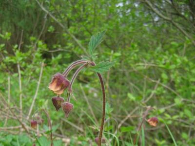 geum rivale habitus